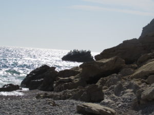 Sella weather : Cormorants at La Caleta