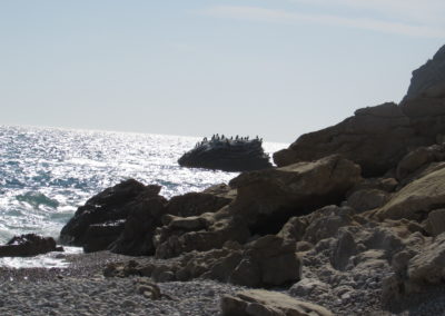 Cormorants at La Caleta