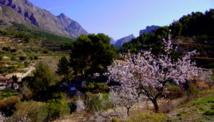 Almond blossom and the Penyon del Diví.